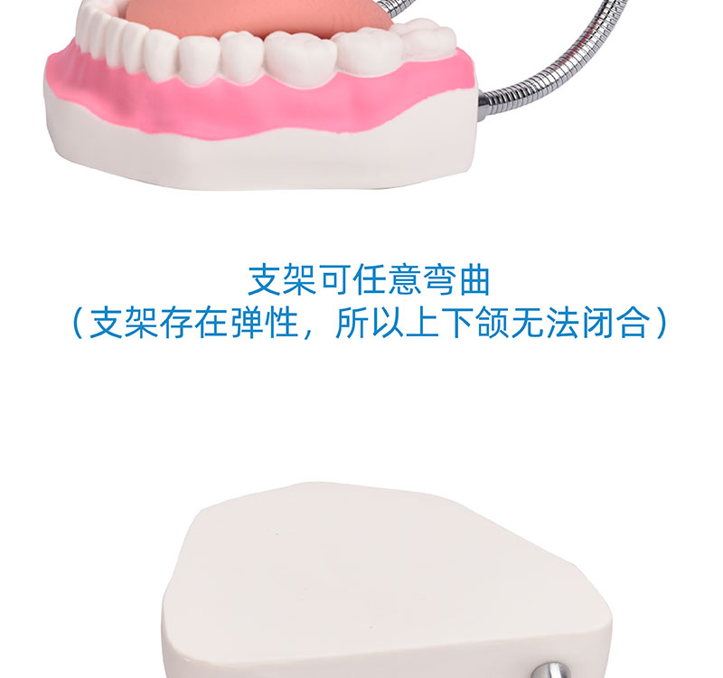 牙齒模型 幼兒口腔護(hù)理教學(xué)的重要工具